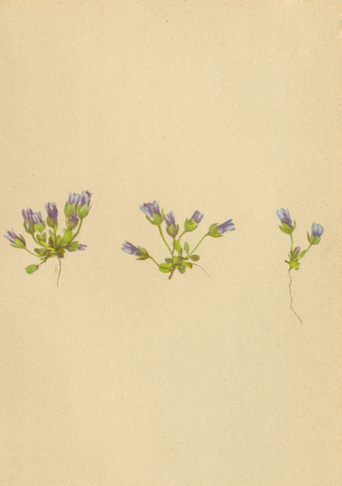 ALPENFLORA ALPINE FLOWERS. Gentiana nana Wulf-Zwergenzian 1897 old print